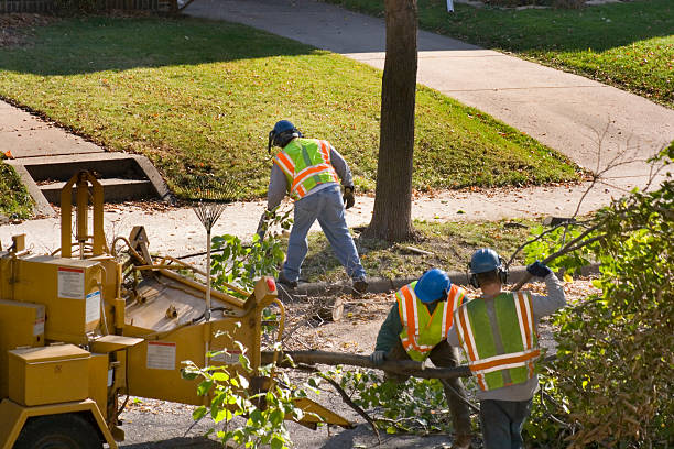 Professional Tree Services in Brookridge, FL